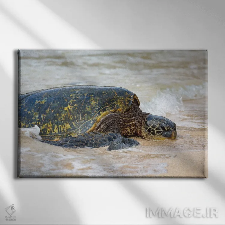 تابلو Chelonia Mydas, Makes It's Way From The Pacific Ocean Onto The Beach, Maui, Hawaii,یک لاکپشت سبز دریایی (Chelonia mydas) که از اقیانوس آرام به ساحل مائوئی، هاوایی میآید اثر دیوید فلیتهام - نمای روبهرو روی دیوار
