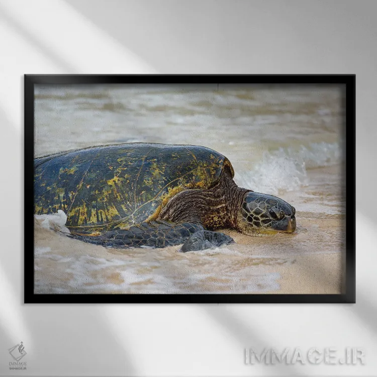 تابلو Chelonia Mydas, Makes It's Way From The Pacific Ocean Onto The Beach, Maui, Hawaii,یک لاکپشت سبز دریایی (Chelonia mydas) که از اقیانوس آرام به ساحل مائوئی، هاوایی میآید اثر دیوید فلیتهام - نمای قابدار مشکی