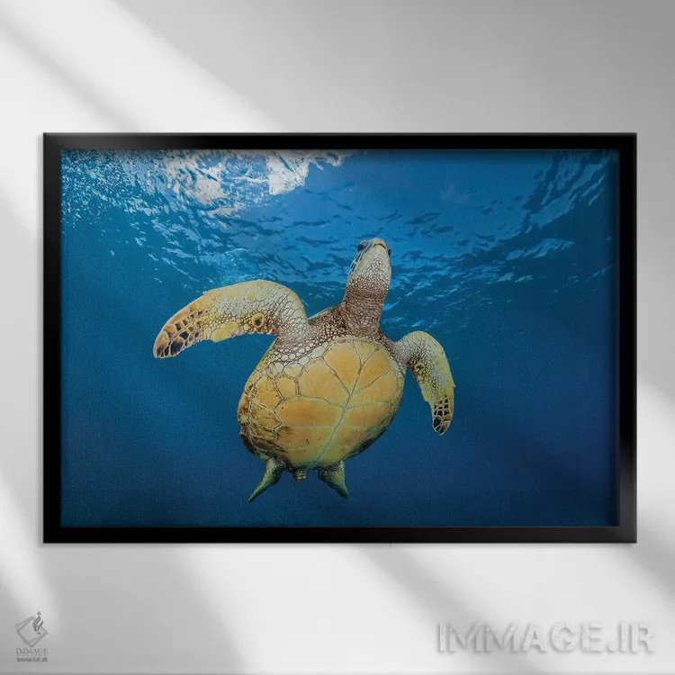 تابلو Chelonia Mydas, Makes It's Way To The Surface Off Maui, Hawaii,یک لاکپشت سبز دریایی (Chelonia mydas) که به سمت سطح در سواحل مائوئی، هاوایی شنا میکند اثر دیوید فلیتهام - نمای قابدار مشکی