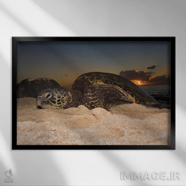 تابلو Chelonia Mydas, Resting On A Beach At Sunset On The North Shore Of Oahu, Hawaii,یک لاکپشت سبز دریایی (Chelonia mydas) که هنگام غروب روی ساحل در ساحل شمالی اوآهو، هاوایی استراحت میکند اثر دیوید فلیتهام - نمای قابدار مشکی