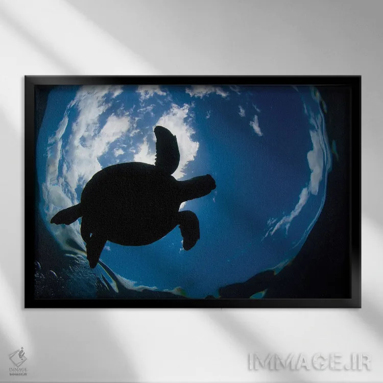 تابلو Chelonia Mydas, Surfaces For A Breath Off The Coast Of Maui,یک لاکپشت سبز دریایی (Chelonia mydas) که در سواحل مائوئی برای تنفس به سطح میآید اثر دیوید فلیتهام - نمای قابدار مشکی