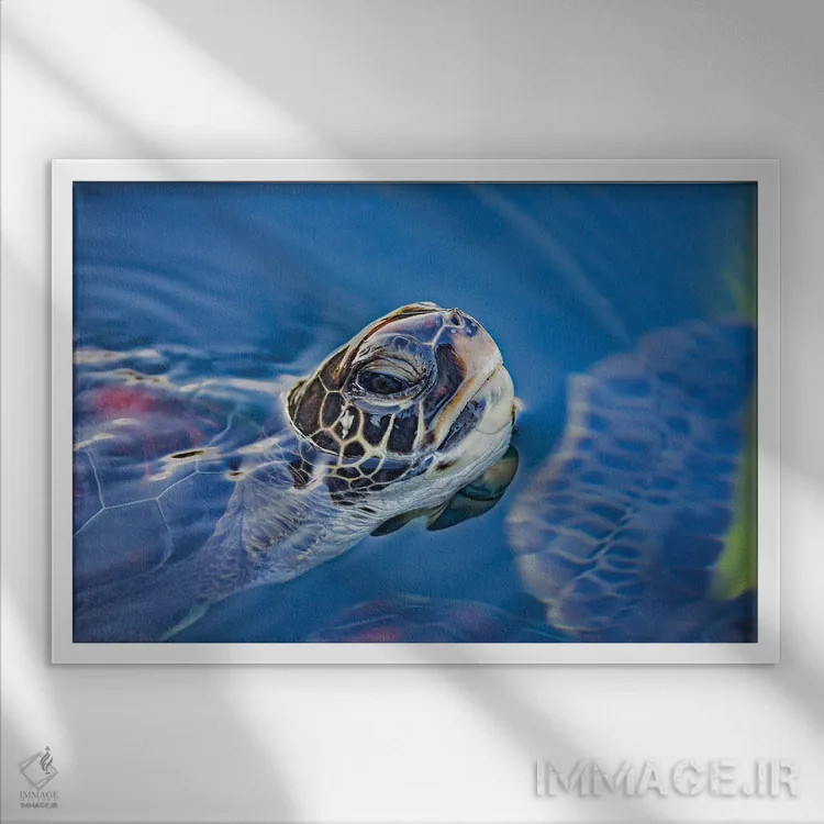 تابلو Chelonia Mydas, Lifts Its Head For A Breath Off Maui, Hawaii,یک لاکپشت سبز دریایی (Chelonia mydas) که سرش را برای تنفس در سواحل مائوئی، هاوایی بالا میآورد اثر دیوید فلیتهام - نمای قابدار سفید