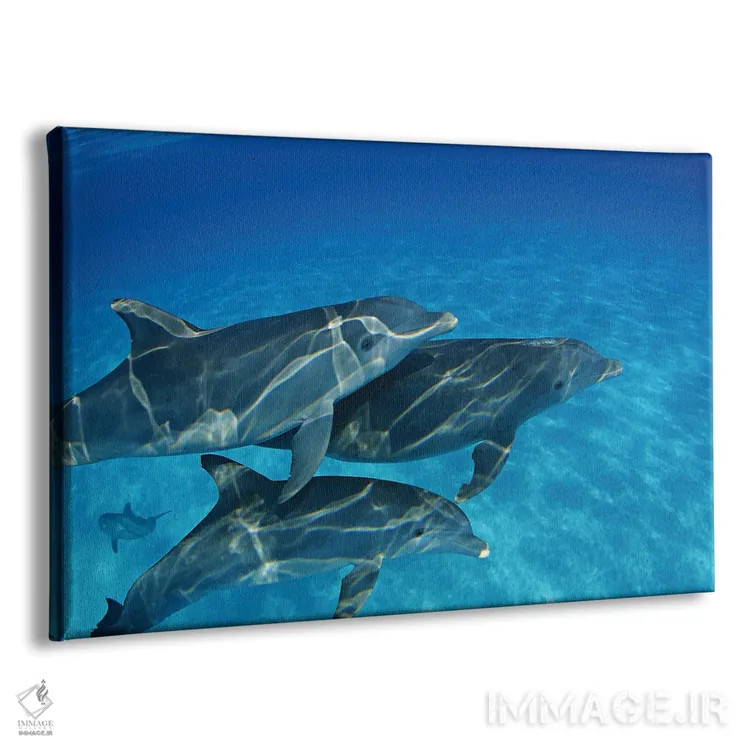 تابلو Tursiops Truncatus, In The Bahama Banks,یک گروه دلفین بینیبطری آتلانتیک (Tursiops truncatus) در بانکهای باهاما اثر دیوید فلیتهام - نمای پرسپکتیو محصول