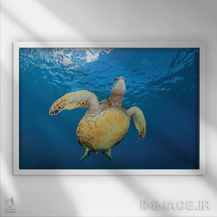 تابلو Chelonia Mydas, Makes It's Way To The Surface Off Maui, Hawaii,یک لاکپشت سبز دریایی (Chelonia mydas) که به سمت سطح در سواحل مائوئی، هاوایی شنا میکند اثر دیوید فلیتهام - نمای قابدار سفید