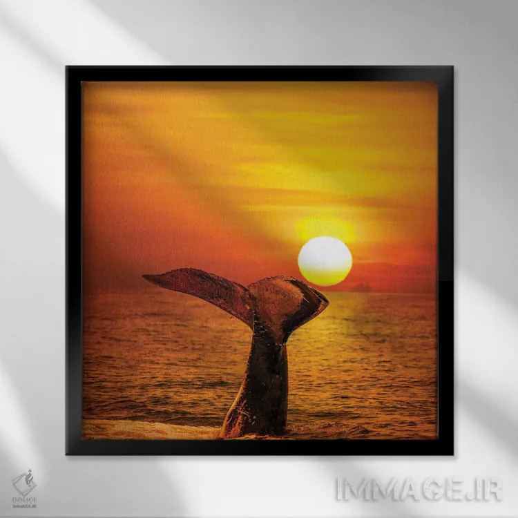 تابلو Hawaii,یک وال کوهاندار که دمش را در هنگام غروب در هاوایی به هوا بلند میکند اثر دیوید فلیتهام - نمای قابدار مشکی