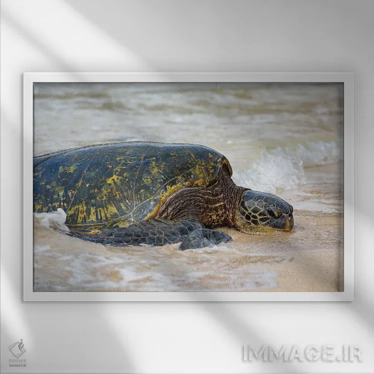 تابلو Chelonia Mydas, Makes It's Way From The Pacific Ocean Onto The Beach, Maui, Hawaii,یک لاکپشت سبز دریایی (Chelonia mydas) که از اقیانوس آرام به ساحل مائوئی، هاوایی میآید اثر دیوید فلیتهام - نمای قابدار سفید