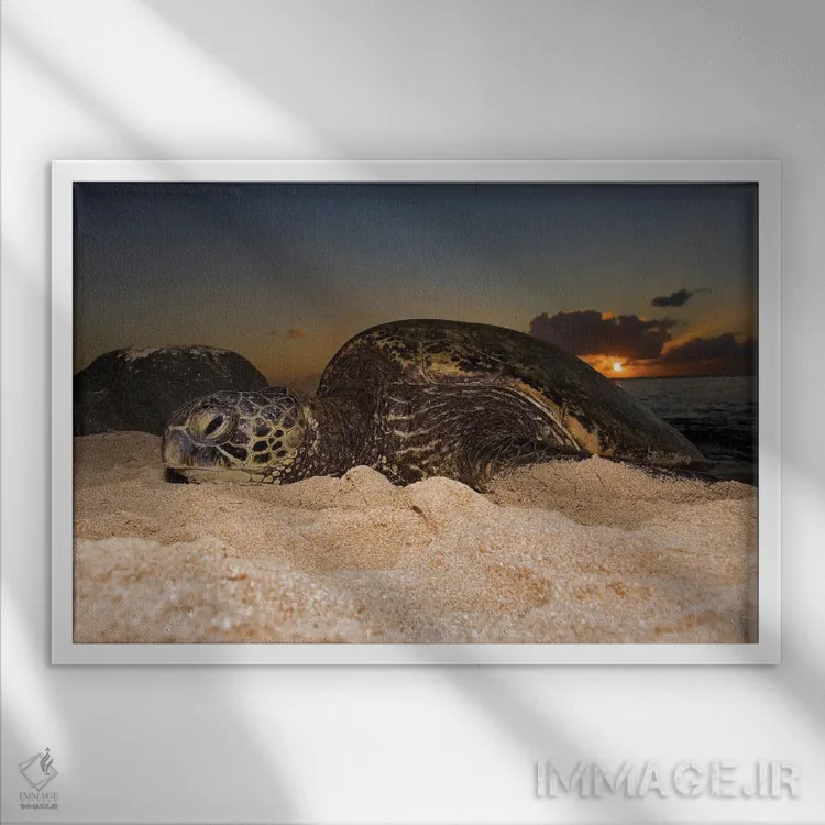 تابلو Chelonia Mydas, Resting On A Beach At Sunset On The North Shore Of Oahu, Hawaii,یک لاکپشت سبز دریایی (Chelonia mydas) که هنگام غروب روی ساحل در ساحل شمالی اوآهو، هاوایی استراحت میکند اثر دیوید فلیتهام - نمای قابدار سفید