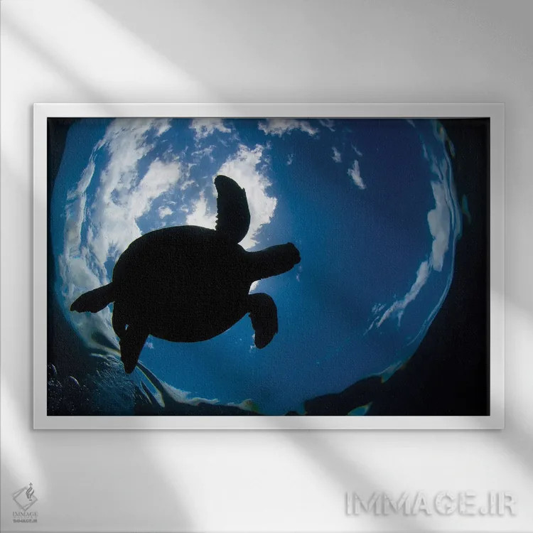 تابلو Chelonia Mydas, Surfaces For A Breath Off The Coast Of Maui,یک لاکپشت سبز دریایی (Chelonia mydas) که در سواحل مائوئی برای تنفس به سطح میآید اثر دیوید فلیتهام - نمای قابدار سفید
