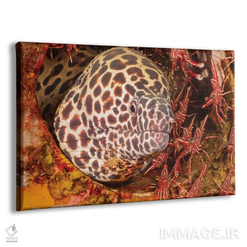 تابلو Gymnothorax Favageneus, Surrounded By Hinge-Beak Shrimp And A Cleaner Shrimp,یک مارماهی موری لانهزنبوری (Gymnothorax favageneus) احاطهشده توسط میگوهای منقارلولی و یک میگوی تمیزکننده اثر دیوید فلیتهام - نمای پرسپکتیو محصول