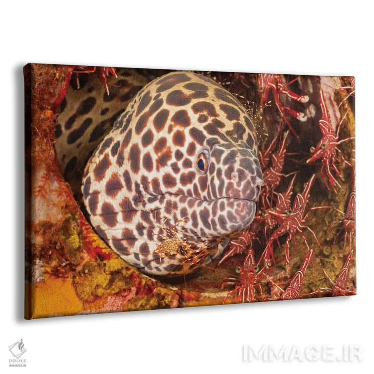 تابلو Gymnothorax Favageneus, Surrounded By Hinge-Beak Shrimp And A Cleaner Shrimp,یک مارماهی موری لانهزنبوری (Gymnothorax favageneus) احاطهشده توسط میگوهای منقارلولی و یک میگوی تمیزکننده اثر دیوید فلیتهام - نمای پرسپکتیو محصول