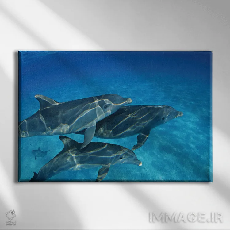 تابلو Tursiops Truncatus, In The Bahama Banks,یک گروه دلفین بینیبطری آتلانتیک (Tursiops truncatus) در بانکهای باهاما اثر دیوید فلیتهام - نمای روبهرو روی دیوار