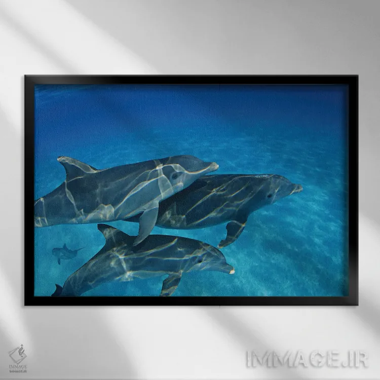 تابلو Tursiops Truncatus, In The Bahama Banks,یک گروه دلفین بینیبطری آتلانتیک (Tursiops truncatus) در بانکهای باهاما اثر دیوید فلیتهام - نمای قابدار مشکی