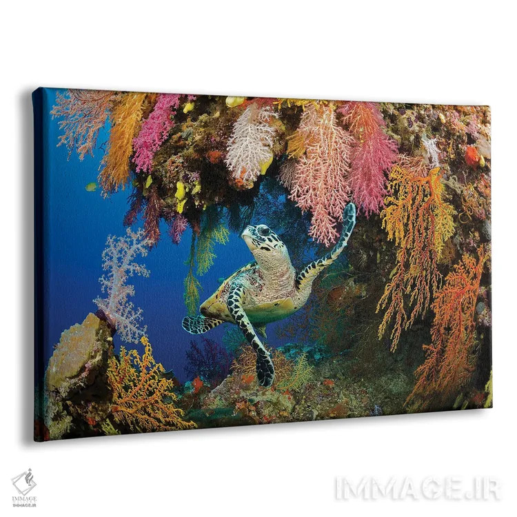تابلو Eretmochelys Imbricata, In A Colorful Overhang On A Reef In The Koro Sea, Fiji,یک لاکپشت منقارشانهای (Eretmochelys imbricata) در بخش برآمده رنگارنگ یک صخره در دریای کورو، فیجی اثر دیوید فلیتهام - نمای پرسپکتیو محصول