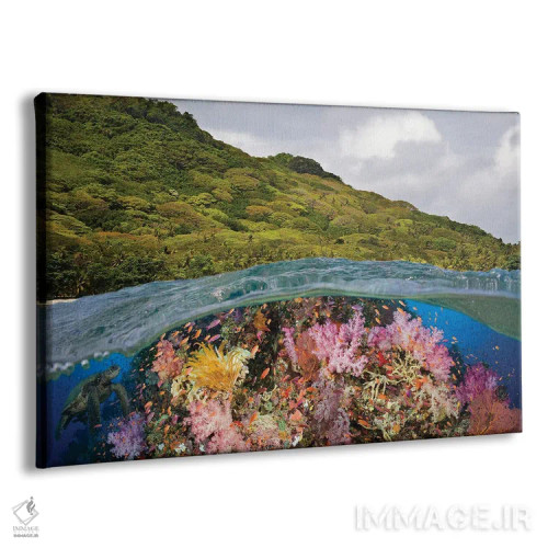 تابلو Half Below Look At A Fijian Reef With Gorgonian Coral And A Green Sea Turtle, Fiji,نمای نیمهبالا، نیمهزیر از یک صخره مرجانی فیجیایی با مرجان گورگونیان و یک لاکپشت سبز دریایی، فیجی اثر دیوید فلیتهام - نمای پرسپکتیو محصول
