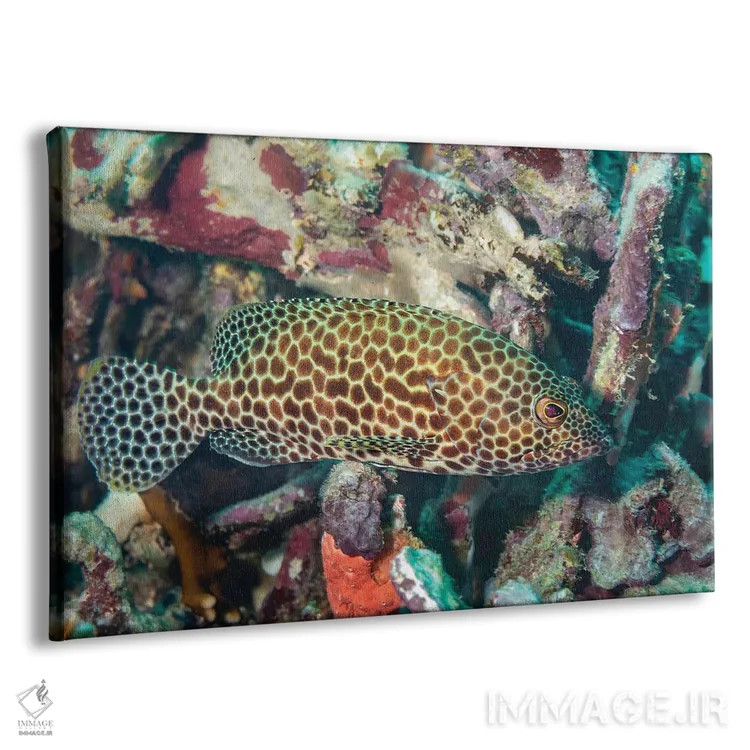 تابلو Epinephelus Quoyanus, Yap, Micronesia,یک سنگسر گروهی بالهبلند (Epinephelus quoyanus)، یاپ، میکرونزی اثر دیوید فلیتهام - نمای پرسپکتیو محصول