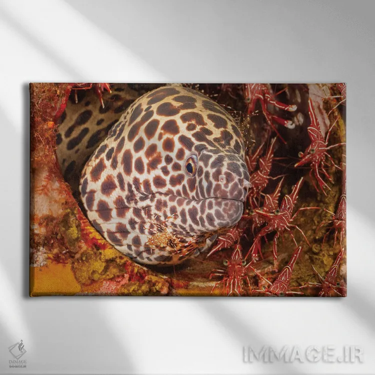 تابلو Gymnothorax Favageneus, Surrounded By Hinge-Beak Shrimp And A Cleaner Shrimp,یک مارماهی موری لانهزنبوری (Gymnothorax favageneus) احاطهشده توسط میگوهای منقارلولی و یک میگوی تمیزکننده اثر دیوید فلیتهام - نمای روبهرو روی دیوار