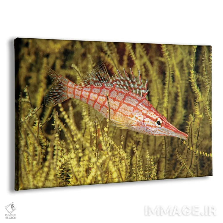 تابلو Oxycirrhites Typus, In Yellow Polyp Black Coral, Antipathes Galapagensis, Mexico,یک ماهی بازقره دماغدراز (Oxycirrhites typus) در مرجان سیاه پلیپ زرد (Antipathes galapagensis)، مکزیک اثر دیوید فلیتهام - نمای پرسپکتیو محصول