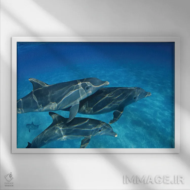 تابلو Tursiops Truncatus, In The Bahama Banks,یک گروه دلفین بینیبطری آتلانتیک (Tursiops truncatus) در بانکهای باهاما اثر دیوید فلیتهام - نمای قابدار سفید