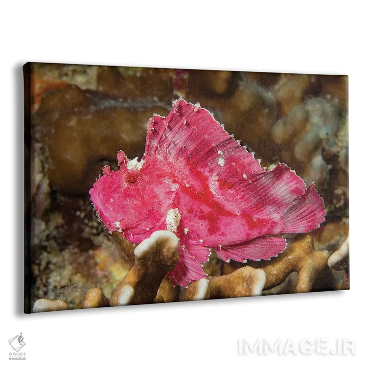 تابلو Taenianotus Triacanthus, Yap, Micronesia,یک ماهی عقرببرگی (Taenianotus triacanthus)، یاپ، میکرونزی اثر دیوید فلیتهام - نمای پرسپکتیو محصول