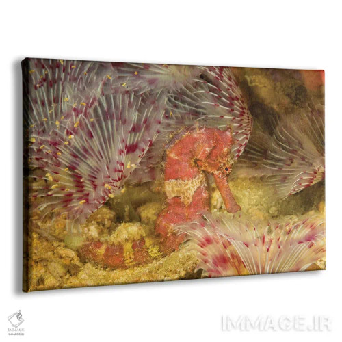 تابلو Hippocampus Spinosissimus, In The Middle Of A Forest Of Feather Duster Worms, Philippines,یک اسبدریایی جوجهتیغی (Hippocampus spinosissimus) در میان جنگلی از کرمهای غبارپر، فیلیپین اثر دیوید فلیتهام - نمای پرسپکتیو محصول