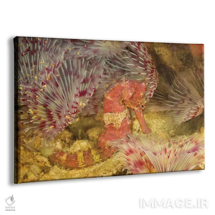 تابلو Hippocampus Spinosissimus, In The Middle Of A Forest Of Feather Duster Worms, Philippines,یک اسبدریایی جوجهتیغی (Hippocampus spinosissimus) در میان جنگلی از کرمهای غبارپر، فیلیپین اثر دیوید فلیتهام - نمای پرسپکتیو محصول