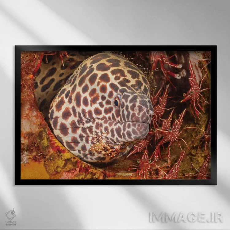 تابلو Gymnothorax Favageneus, Surrounded By Hinge-Beak Shrimp And A Cleaner Shrimp,یک مارماهی موری لانهزنبوری (Gymnothorax favageneus) احاطهشده توسط میگوهای منقارلولی و یک میگوی تمیزکننده اثر دیوید فلیتهام - نمای قابدار مشکی