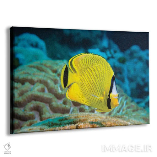 تابلو Chaetodon Rafflesi, Yap, Federated States Of Micronesia,یک ماهی پروانهای شبکهای (Chaetodon rafflesi)، یاپ، ایالات فدرال میکرونزی اثر دیوید فلیتهام - نمای پرسپکتیو محصول