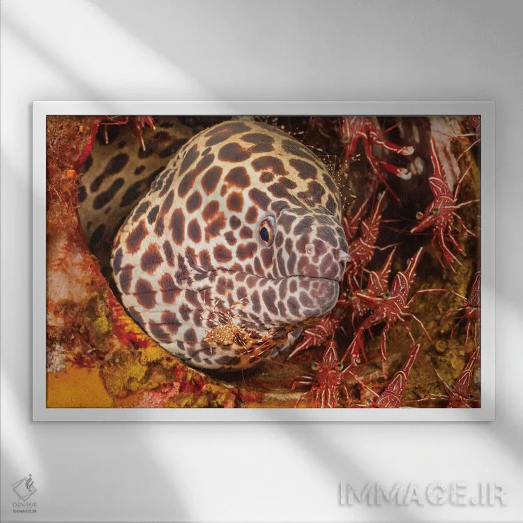 تابلو Gymnothorax Favageneus, Surrounded By Hinge-Beak Shrimp And A Cleaner Shrimp,یک مارماهی موری لانهزنبوری (Gymnothorax favageneus) احاطهشده توسط میگوهای منقارلولی و یک میگوی تمیزکننده اثر دیوید فلیتهام - نمای قابدار سفید
