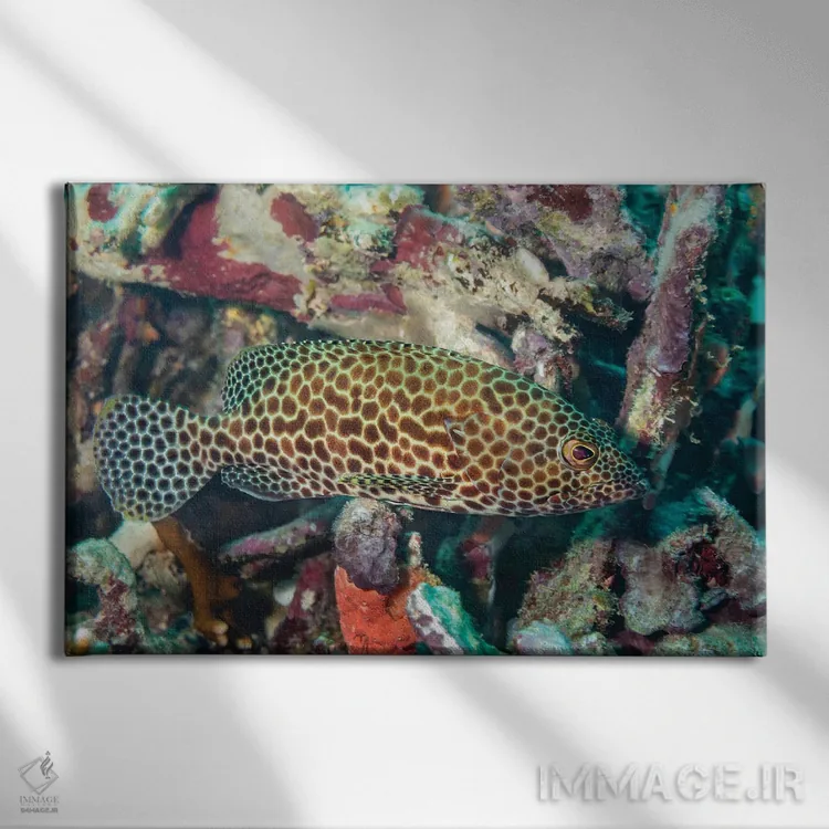 تابلو Epinephelus Quoyanus, Yap, Micronesia,یک سنگسر گروهی بالهبلند (Epinephelus quoyanus)، یاپ، میکرونزی اثر دیوید فلیتهام - نمای روبهرو روی دیوار