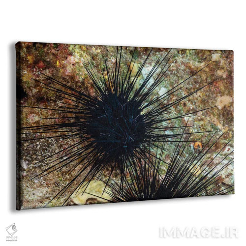 تابلو Diadema Savignyi, With Electric Blue Lines, Hawaii,یک خارپشت دریایی خاربلند (Diadema savignyi) با خطوط آبی الکتریکی، هاوایی اثر دیوید فلیتهام - نمای پرسپکتیو محصول