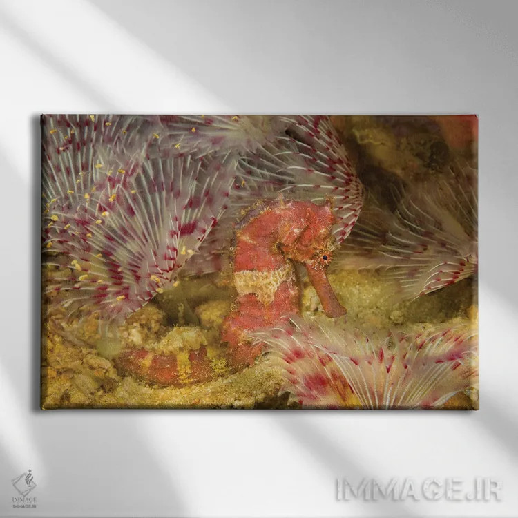 تابلو Hippocampus Spinosissimus, In The Middle Of A Forest Of Feather Duster Worms, Philippines,یک اسبدریایی جوجهتیغی (Hippocampus spinosissimus) در میان جنگلی از کرمهای غبارپر، فیلیپین اثر دیوید فلیتهام - نمای روبهرو روی دیوار
