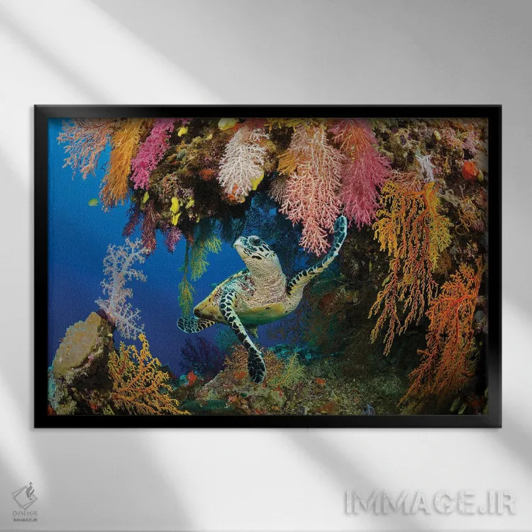 تابلو Eretmochelys Imbricata, In A Colorful Overhang On A Reef In The Koro Sea, Fiji,یک لاکپشت منقارشانهای (Eretmochelys imbricata) در بخش برآمده رنگارنگ یک صخره در دریای کورو، فیجی اثر دیوید فلیتهام - نمای قابدار مشکی