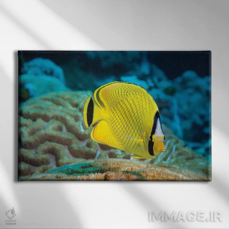 تابلو Chaetodon Rafflesi, Yap, Federated States Of Micronesia,یک ماهی پروانهای شبکهای (Chaetodon rafflesi)، یاپ، ایالات فدرال میکرونزی اثر دیوید فلیتهام - نمای روبهرو روی دیوار