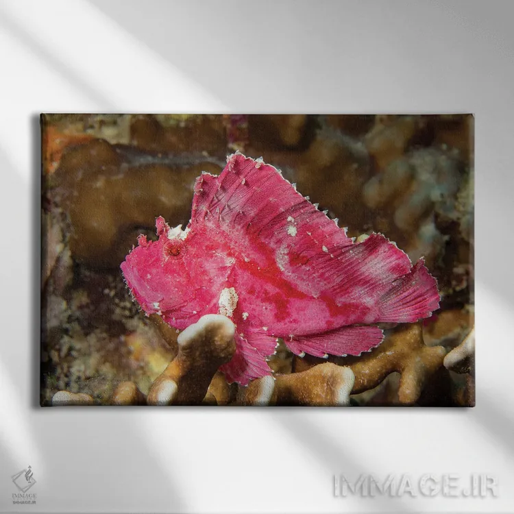 تابلو Taenianotus Triacanthus, Yap, Micronesia,یک ماهی عقرببرگی (Taenianotus triacanthus)، یاپ، میکرونزی اثر دیوید فلیتهام - نمای روبهرو روی دیوار