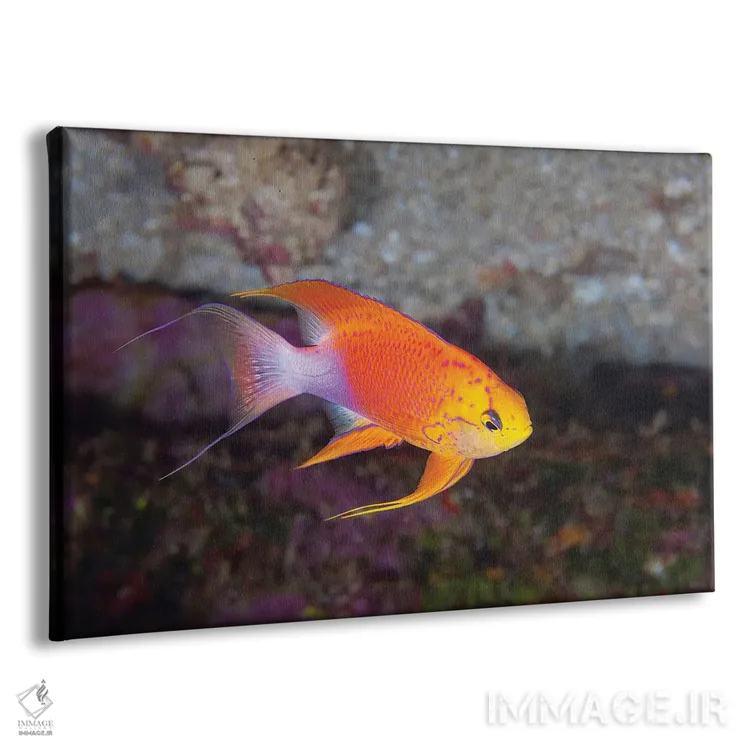 تابلو Pseudanthias Hawaiiensis, Endemic To Hawaii,یک ماهی آنتیاس پری نر (Pseudanthias hawaiiensis) بومی هاوایی اثر دیوید فلیتهام - نمای پرسپکتیو محصول