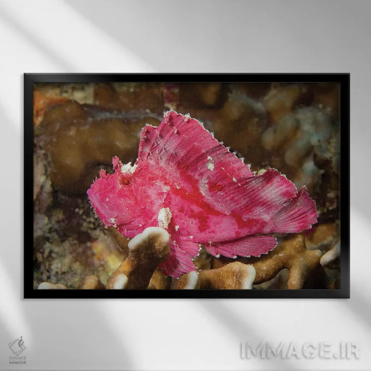 تابلو Taenianotus Triacanthus, Yap, Micronesia,یک ماهی عقرببرگی (Taenianotus triacanthus)، یاپ، میکرونزی اثر دیوید فلیتهام - نمای قابدار مشکی