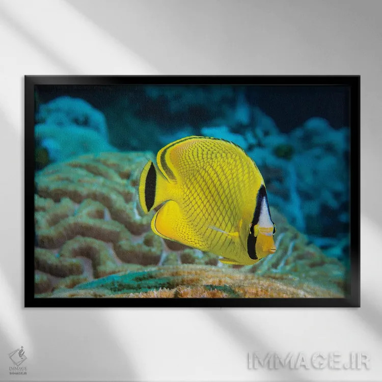 تابلو Chaetodon Rafflesi, Yap, Federated States Of Micronesia,یک ماهی پروانهای شبکهای (Chaetodon rafflesi)، یاپ، ایالات فدرال میکرونزی اثر دیوید فلیتهام - نمای قابدار مشکی