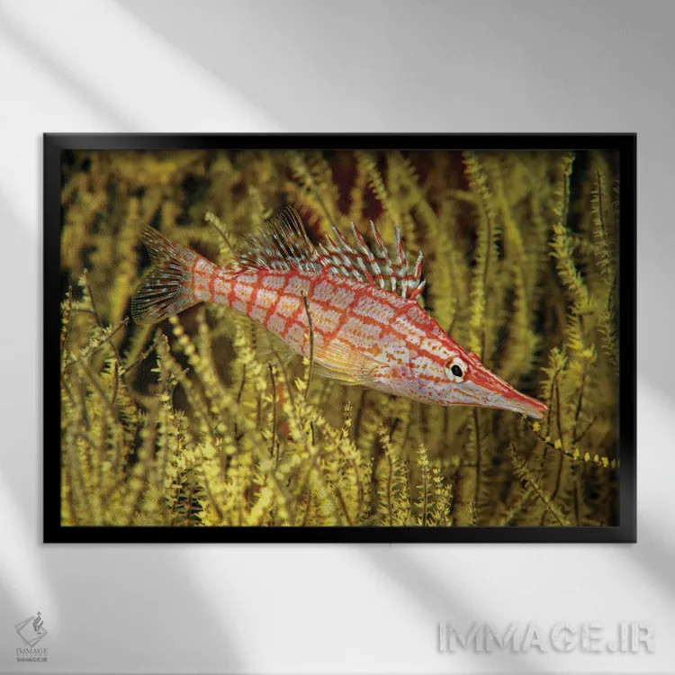 تابلو Oxycirrhites Typus, In Yellow Polyp Black Coral, Antipathes Galapagensis, Mexico,یک ماهی بازقره دماغدراز (Oxycirrhites typus) در مرجان سیاه پلیپ زرد (Antipathes galapagensis)، مکزیک اثر دیوید فلیتهام - نمای قابدار مشکی