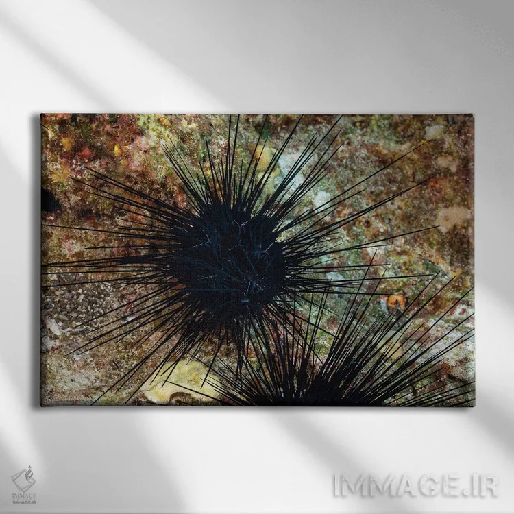 تابلو Diadema Savignyi, With Electric Blue Lines, Hawaii,یک خارپشت دریایی خاربلند (Diadema savignyi) با خطوط آبی الکتریکی، هاوایی اثر دیوید فلیتهام - نمای روبهرو روی دیوار