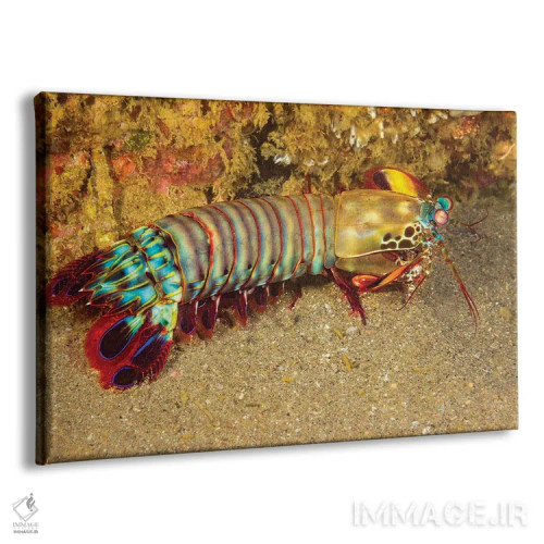 تابلو Odontodactylus Scyllarus, Cebu, Philippines,یک میگوی آخوندک (Odontodactylus scyllarus)، سبو، فیلیپین اثر دیوید فلیتهام - نمای پرسپکتیو محصول