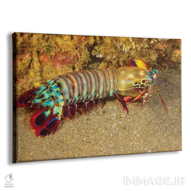 تابلو Odontodactylus Scyllarus, Cebu, Philippines,یک میگوی آخوندک (Odontodactylus scyllarus)، سبو، فیلیپین اثر دیوید فلیتهام - نمای پرسپکتیو محصول