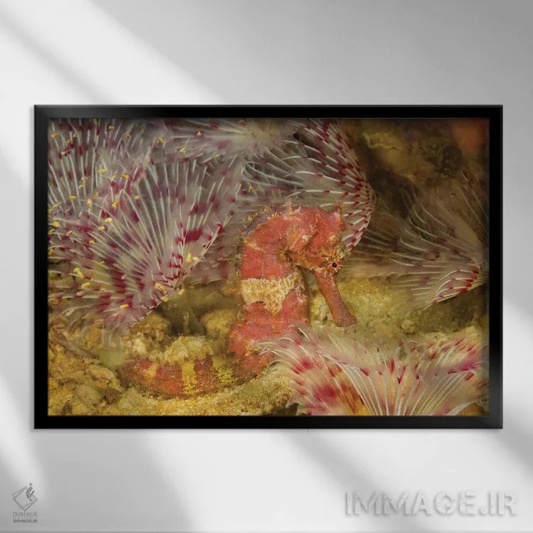 تابلو Hippocampus Spinosissimus, In The Middle Of A Forest Of Feather Duster Worms, Philippines,یک اسبدریایی جوجهتیغی (Hippocampus spinosissimus) در میان جنگلی از کرمهای غبارپر، فیلیپین اثر دیوید فلیتهام - نمای قابدار مشکی
