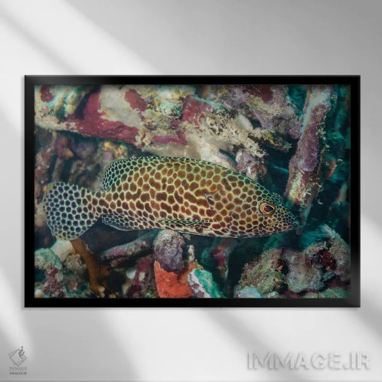 تابلو Epinephelus Quoyanus, Yap, Micronesia,یک سنگسر گروهی بالهبلند (Epinephelus quoyanus)، یاپ، میکرونزی اثر دیوید فلیتهام - نمای قابدار مشکی