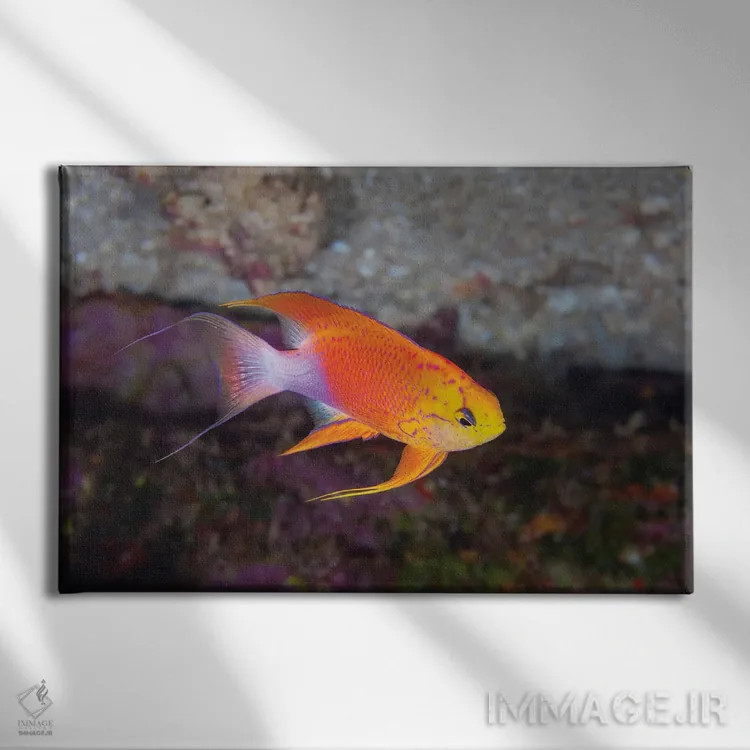 تابلو Pseudanthias Hawaiiensis, Endemic To Hawaii,یک ماهی آنتیاس پری نر (Pseudanthias hawaiiensis) بومی هاوایی اثر دیوید فلیتهام - نمای روبهرو روی دیوار