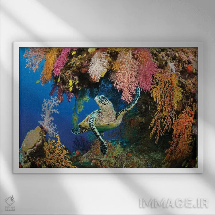 تابلو Eretmochelys Imbricata, In A Colorful Overhang On A Reef In The Koro Sea, Fiji,یک لاکپشت منقارشانهای (Eretmochelys imbricata) در بخش برآمده رنگارنگ یک صخره در دریای کورو، فیجی اثر دیوید فلیتهام - نمای قابدار سفید