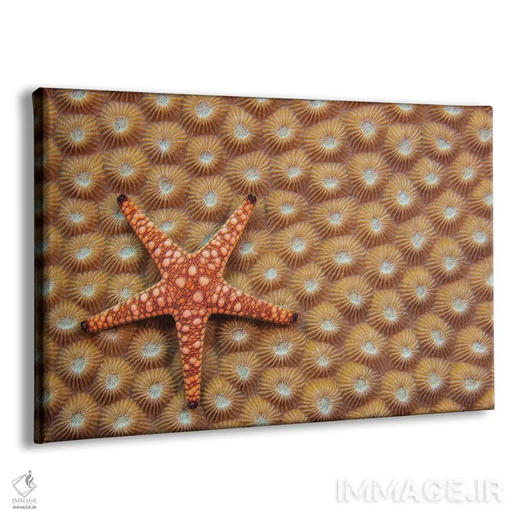 تابلو Fromia Elegans, On Hard Coral, Fiji,یک ستاره دریایی مرمری یا ستاره دریایی ظریف (Fromia elegans) روی مرجان سخت، فیجی اثر دیوید فلیتهام - نمای پرسپکتیو محصول