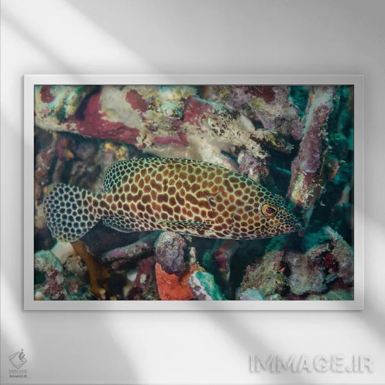 تابلو Epinephelus Quoyanus, Yap, Micronesia,یک سنگسر گروهی بالهبلند (Epinephelus quoyanus)، یاپ، میکرونزی اثر دیوید فلیتهام - نمای قابدار سفید
