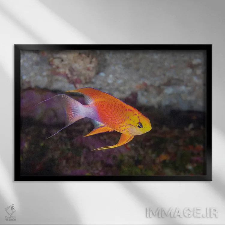 تابلو Pseudanthias Hawaiiensis, Endemic To Hawaii,یک ماهی آنتیاس پری نر (Pseudanthias hawaiiensis) بومی هاوایی اثر دیوید فلیتهام - نمای قابدار مشکی