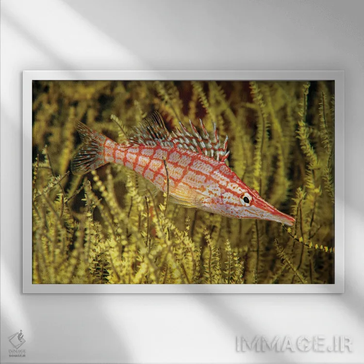 تابلو Oxycirrhites Typus, In Yellow Polyp Black Coral, Antipathes Galapagensis, Mexico,یک ماهی بازقره دماغدراز (Oxycirrhites typus) در مرجان سیاه پلیپ زرد (Antipathes galapagensis)، مکزیک اثر دیوید فلیتهام - نمای قابدار سفید