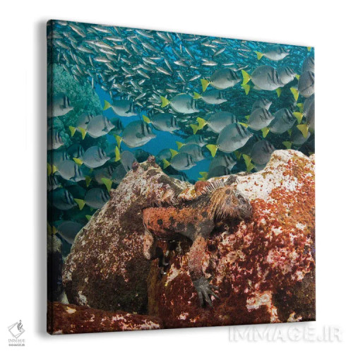 تابلو Amblyrhynchus Cristatus, Feeding On Algae, With Schooling Fish In Background,یک ایگوآنای دریایی (Amblyrhynchus cristatus) در حال تغذیه از جلبک با ماهیان دستهجمعی در پسزمینه اثر دیوید فلیتهام - نمای پرسپکتیو محصول